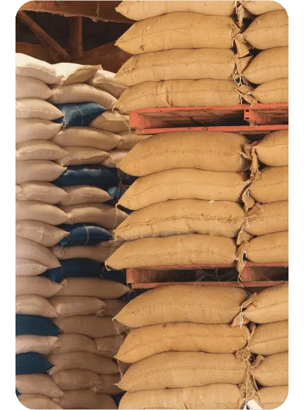 bulk rice in burlap bags